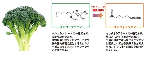 ブロッコリーの解毒効果