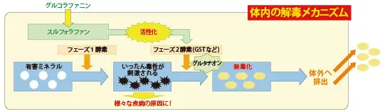 スルフォラファンの解毒メカニズム.jpg