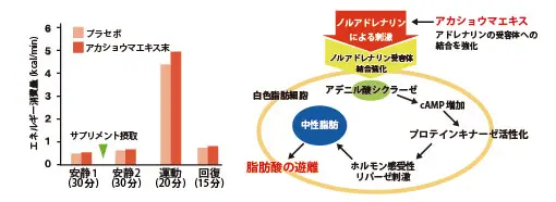 脂肪分解促進効果