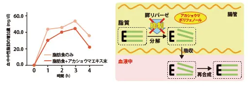 脂肪吸収抑制効果