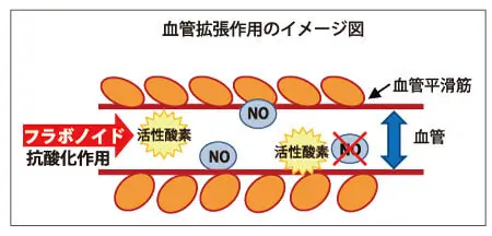 脳機能改善効果のメカニズム