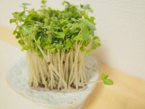 Broccoli sprout powder and Broccoli sprout extract powder-3
