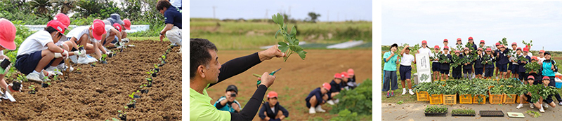 地元の小学生によるボタンボウフウの定植、収穫体験イベント