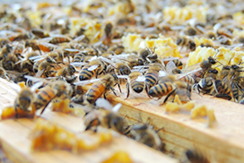 喜界島での養蜂